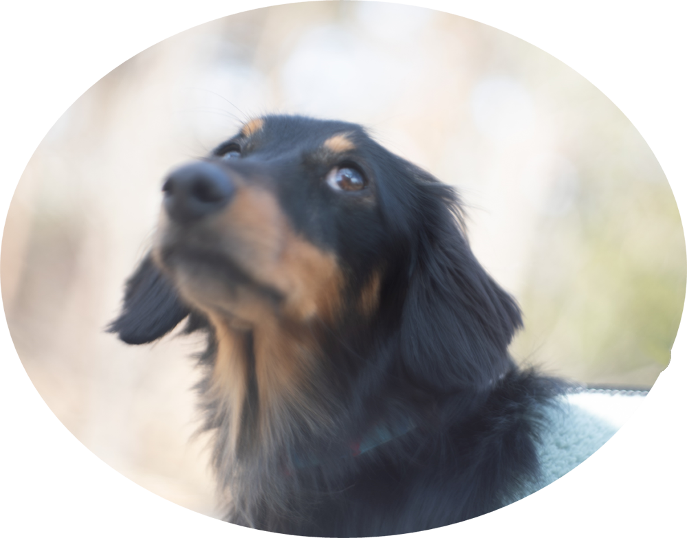 Voigtländer ULTRON 50mm F2 (VITESSA) – 犬と手頃なオールド