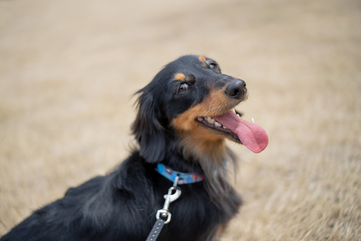 Pentacon Prakticar 50mm f2.4 MC エルノスター PENTACON PRAKTICAR MC 50mm F2.4 – 犬と手頃なオールドレンズたち