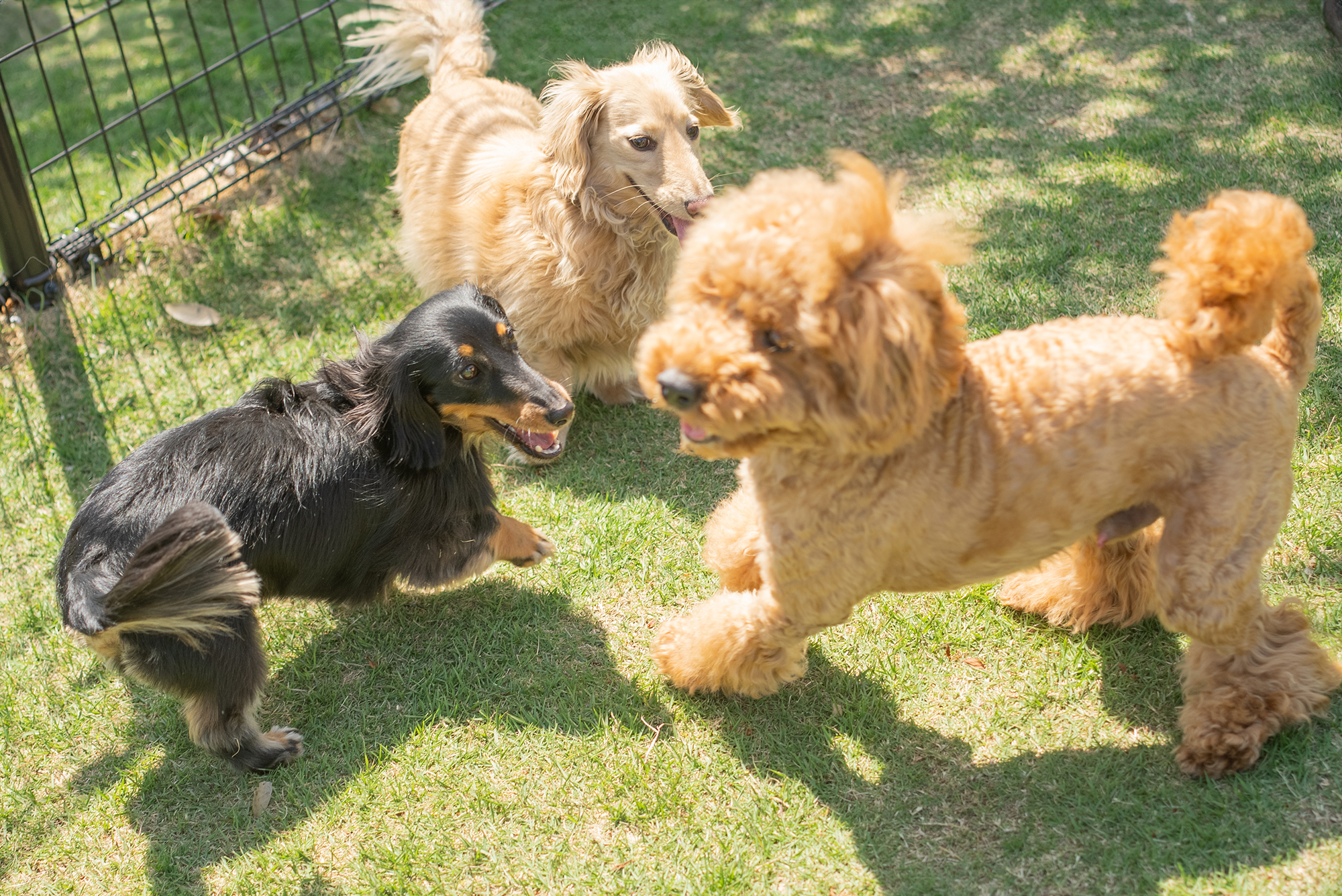 ASAHI OPT. SUPER-Multi-Coated Takumar 6×7 75mm F4.5 – 犬と ASAHI OPT. SUPER-Multi-Coated Takumar 6×7 75mm F4.5 – 犬と
