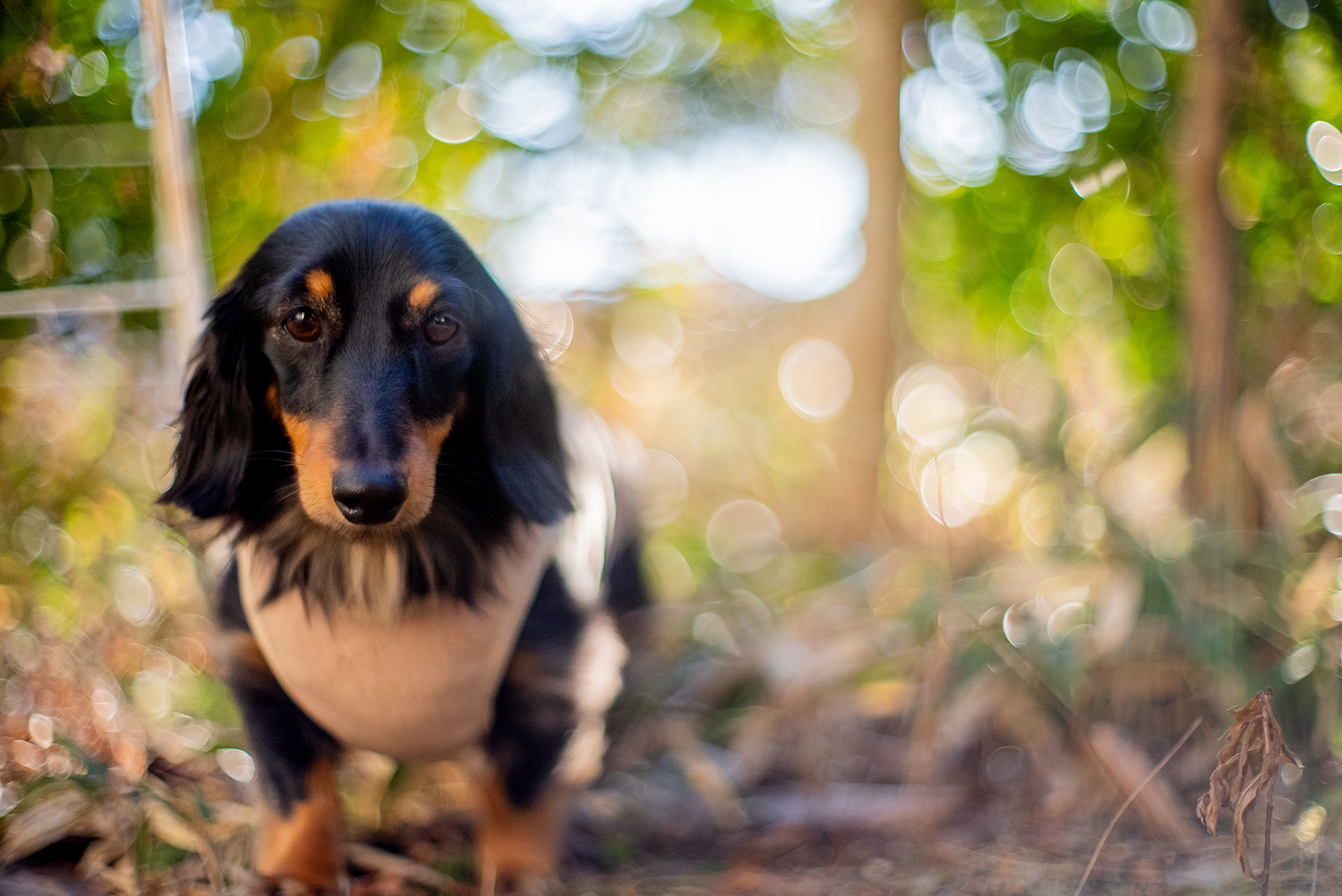 Canon FL 50mm F1.4 (TypeⅠ-1) – 犬と手頃なオールドレンズたち