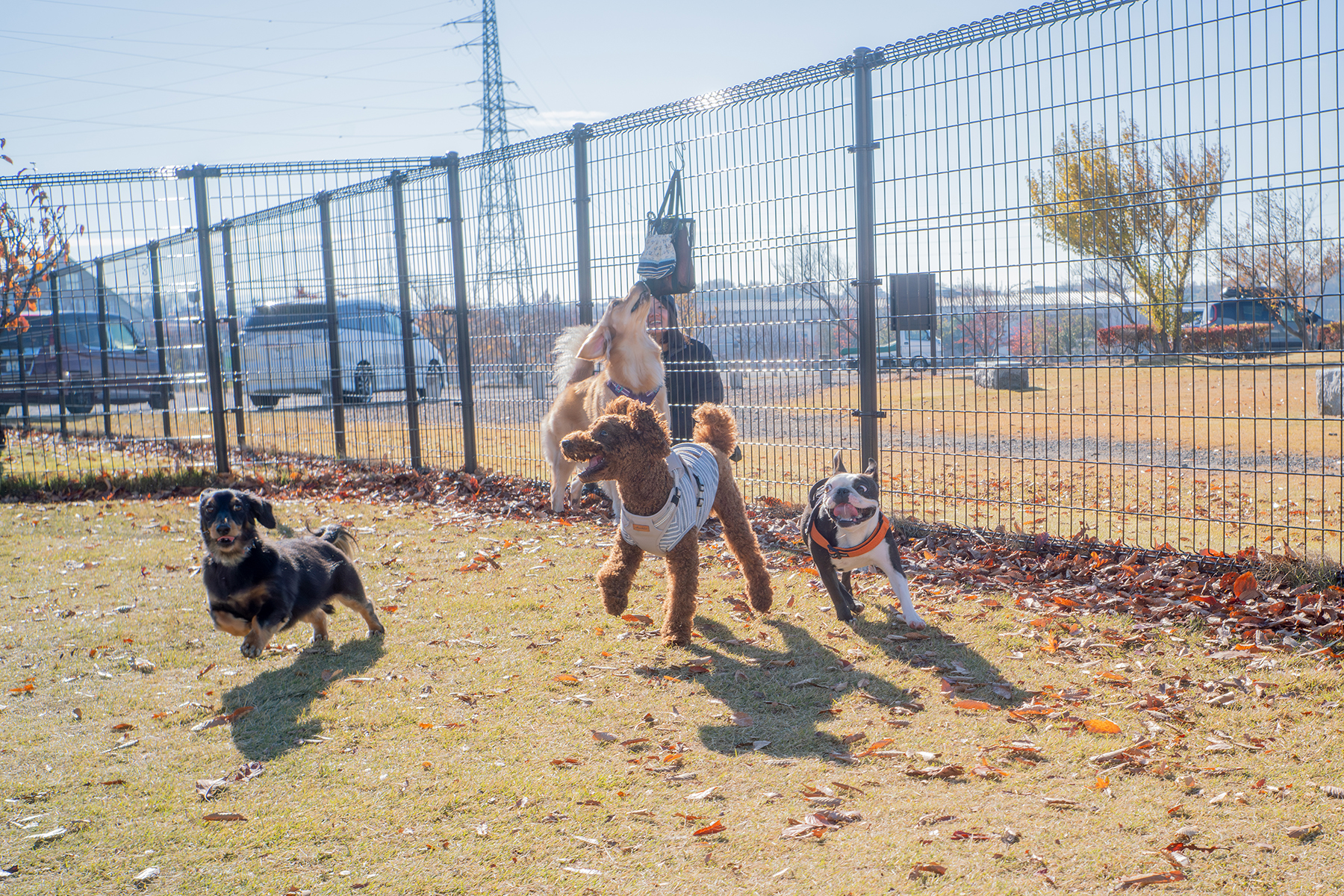 AGFA COLOR-AMBION 35mm F4 （AMBI SILETTE） – 犬と手頃なオールド